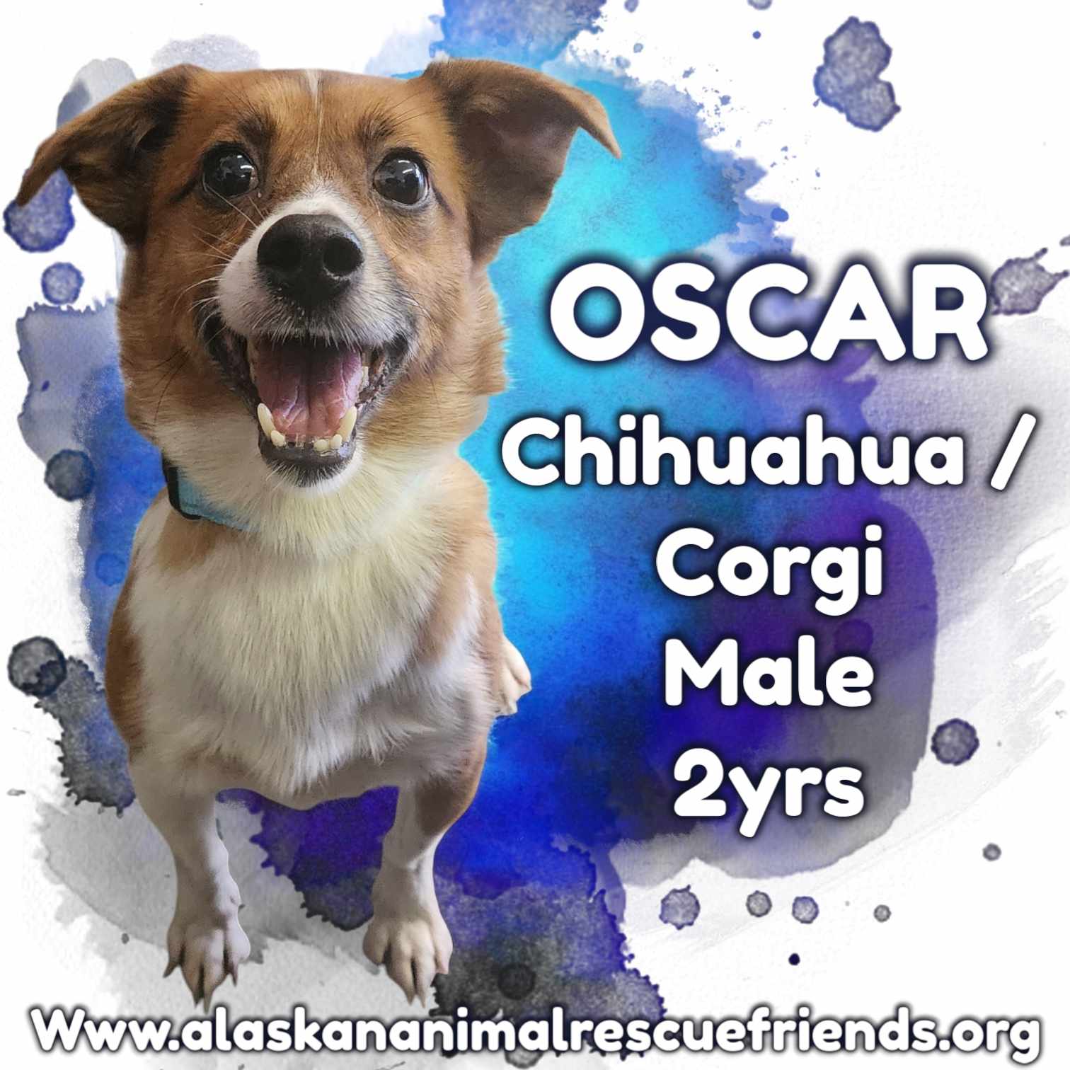 adoptable Dog in Anchorage, AK named Oscar