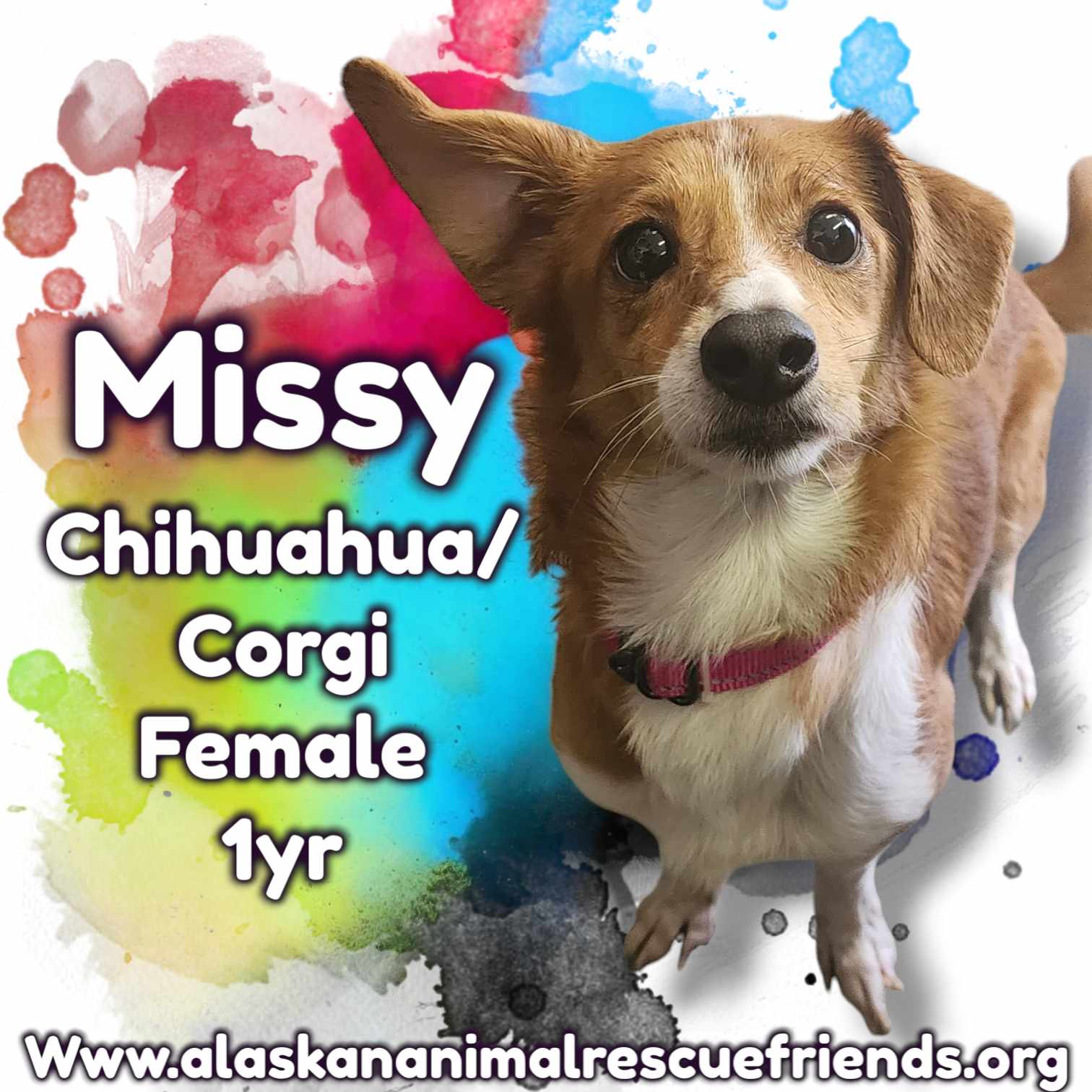 adoptable Dog in Anchorage, AK named Missy