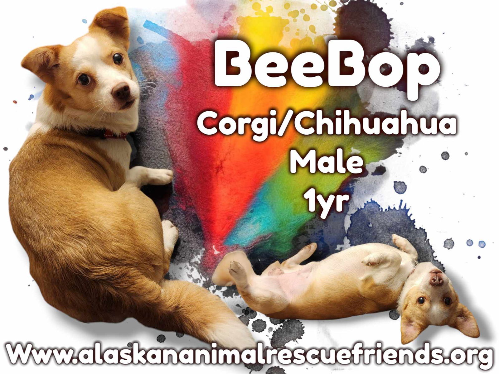 adoptable Dog in Anchorage, AK named BeeBop