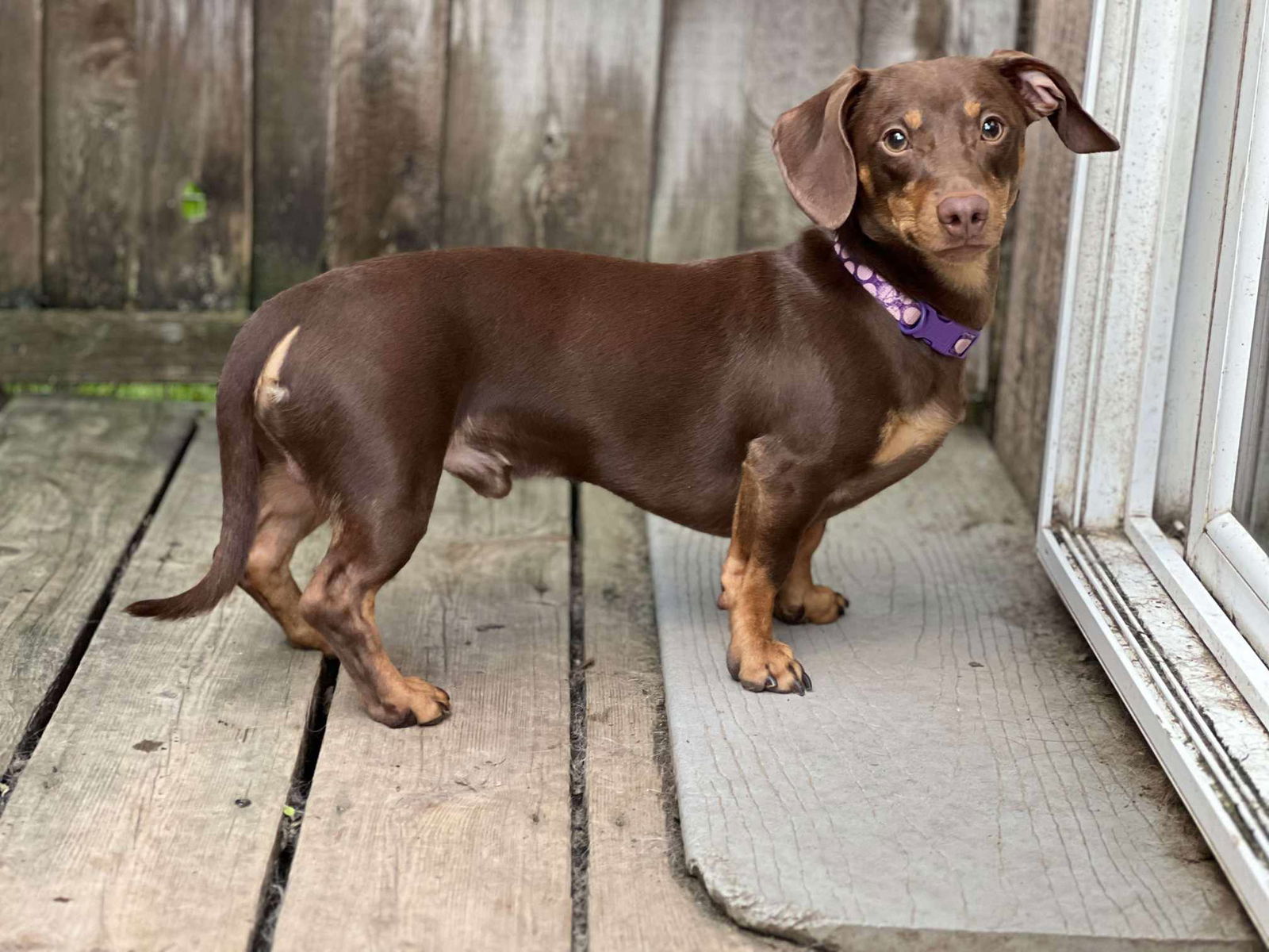 adoptable Dog in Anchorage, AK named Tun