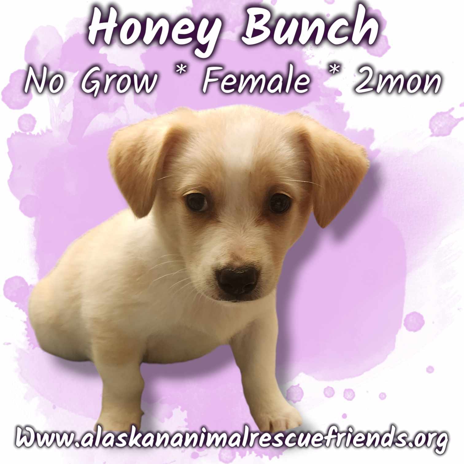 adoptable Dog in Anchorage, AK named Honey Bunch