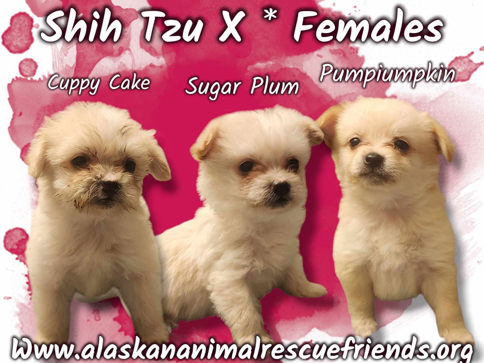 adoptable Dog in Anchorage, AK named Sugar Plum