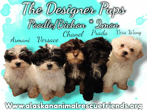 The Designer Pups