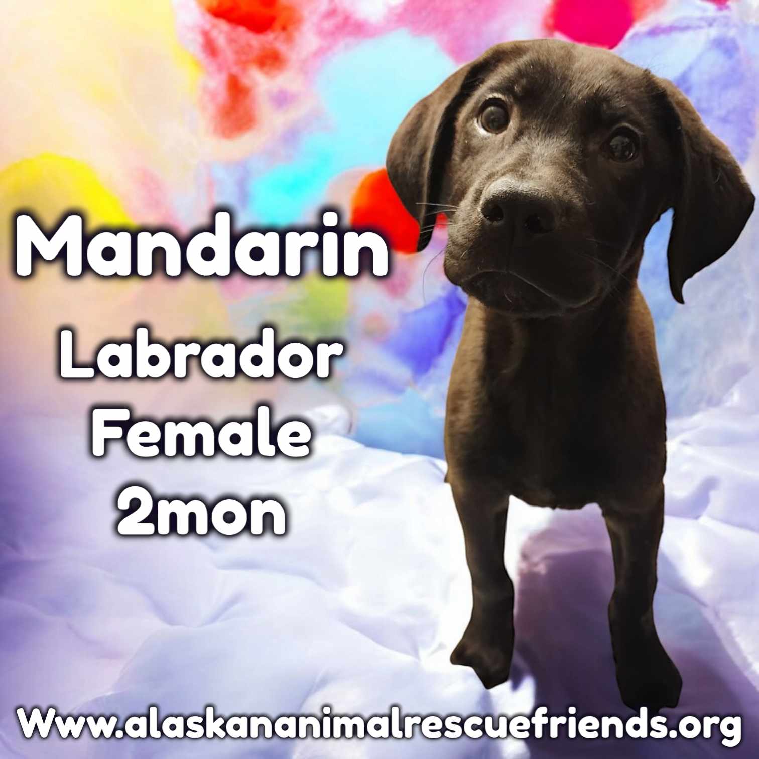 adoptable Dog in Anchorage, AK named Mandarin