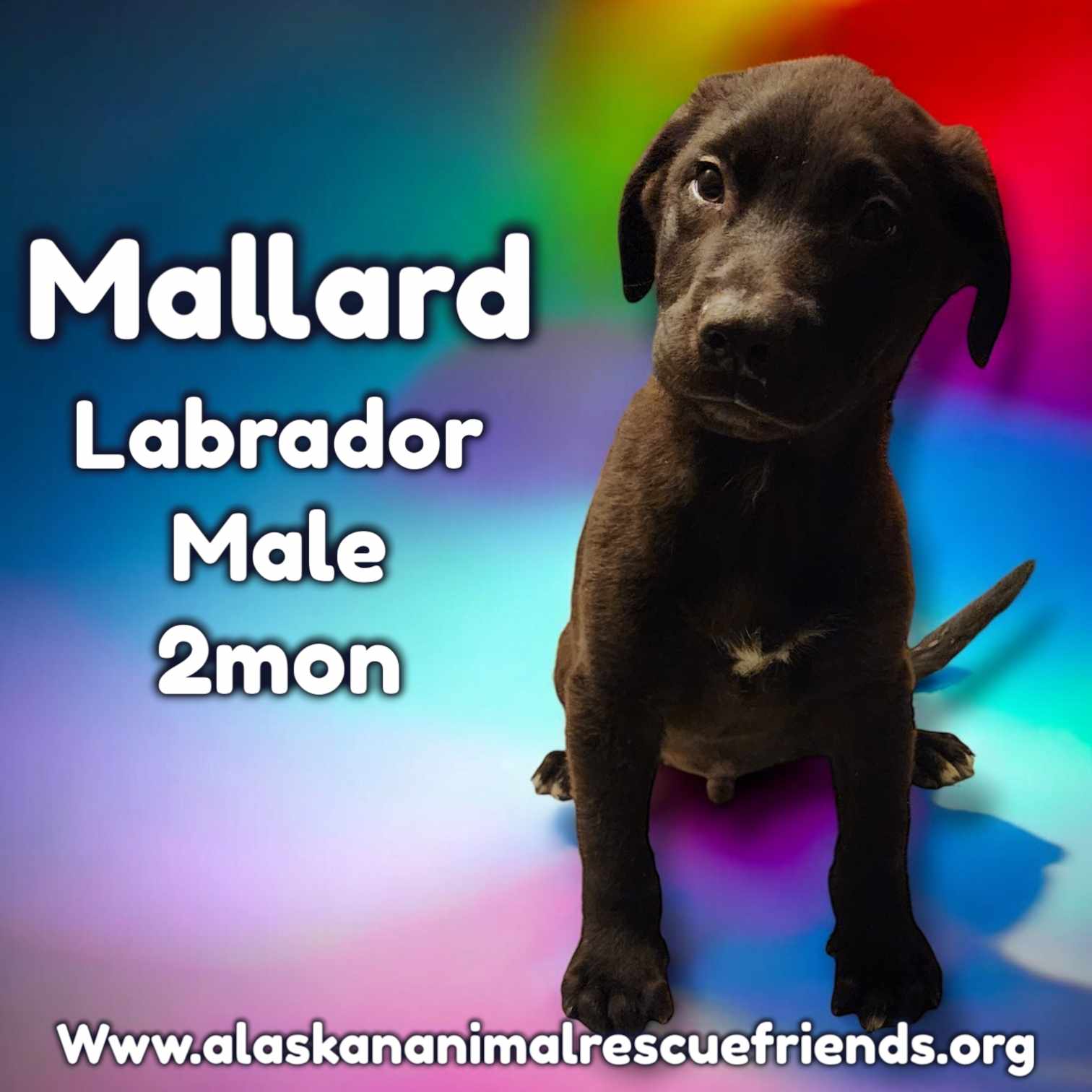 adoptable Dog in Anchorage, AK named Mallard