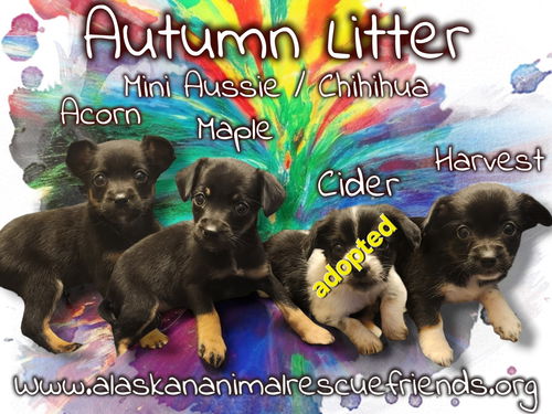 Autumn Litter - Cider