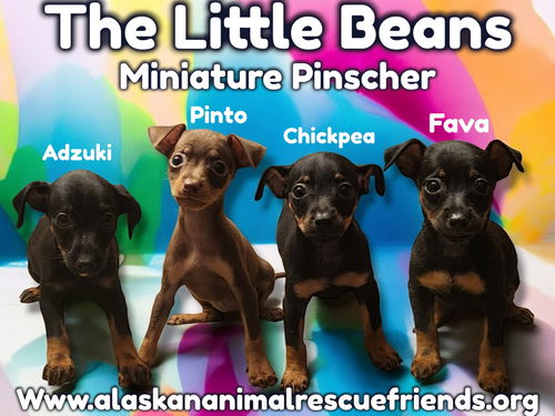 Little beans: Adzuki