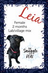 adoptable Dog in  named Leia