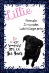 adoptable Dog in  named Lillie