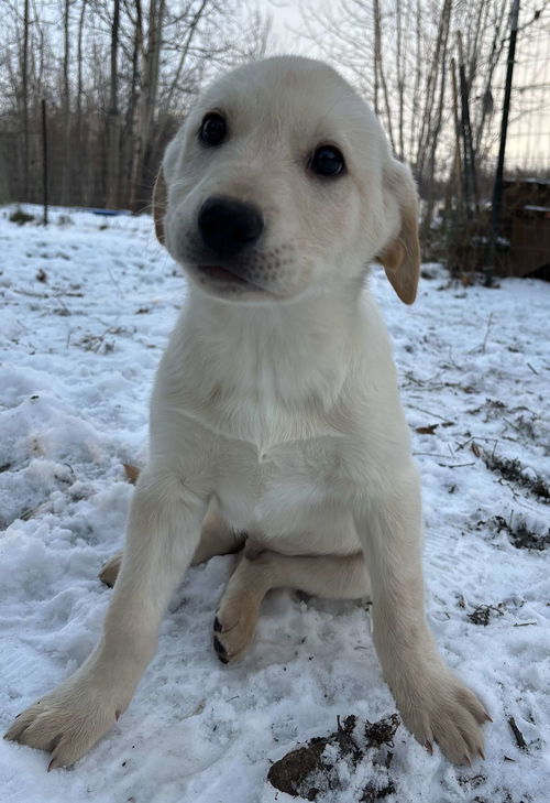 Milo