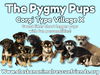 adoptable Dog in  named Pygmy Pups Litter