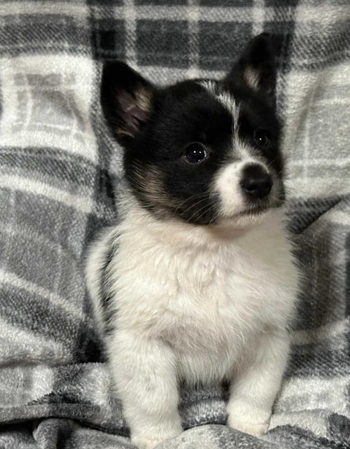 Dolly