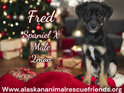 Fred