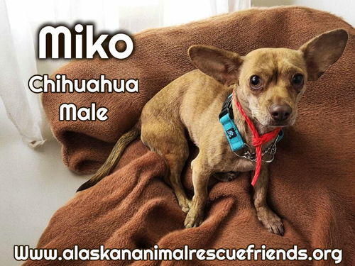 Miko