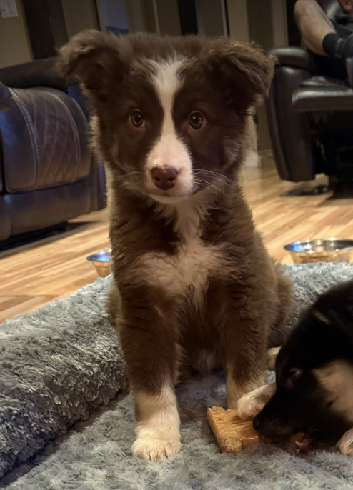 Mocha