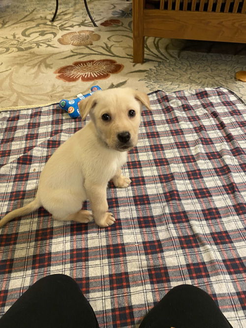 Elliot