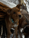 Mukluk