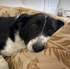 adoptable Dog in , AK named Percy