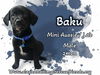 Baku