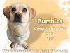 Bumbles