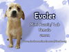 Evolet