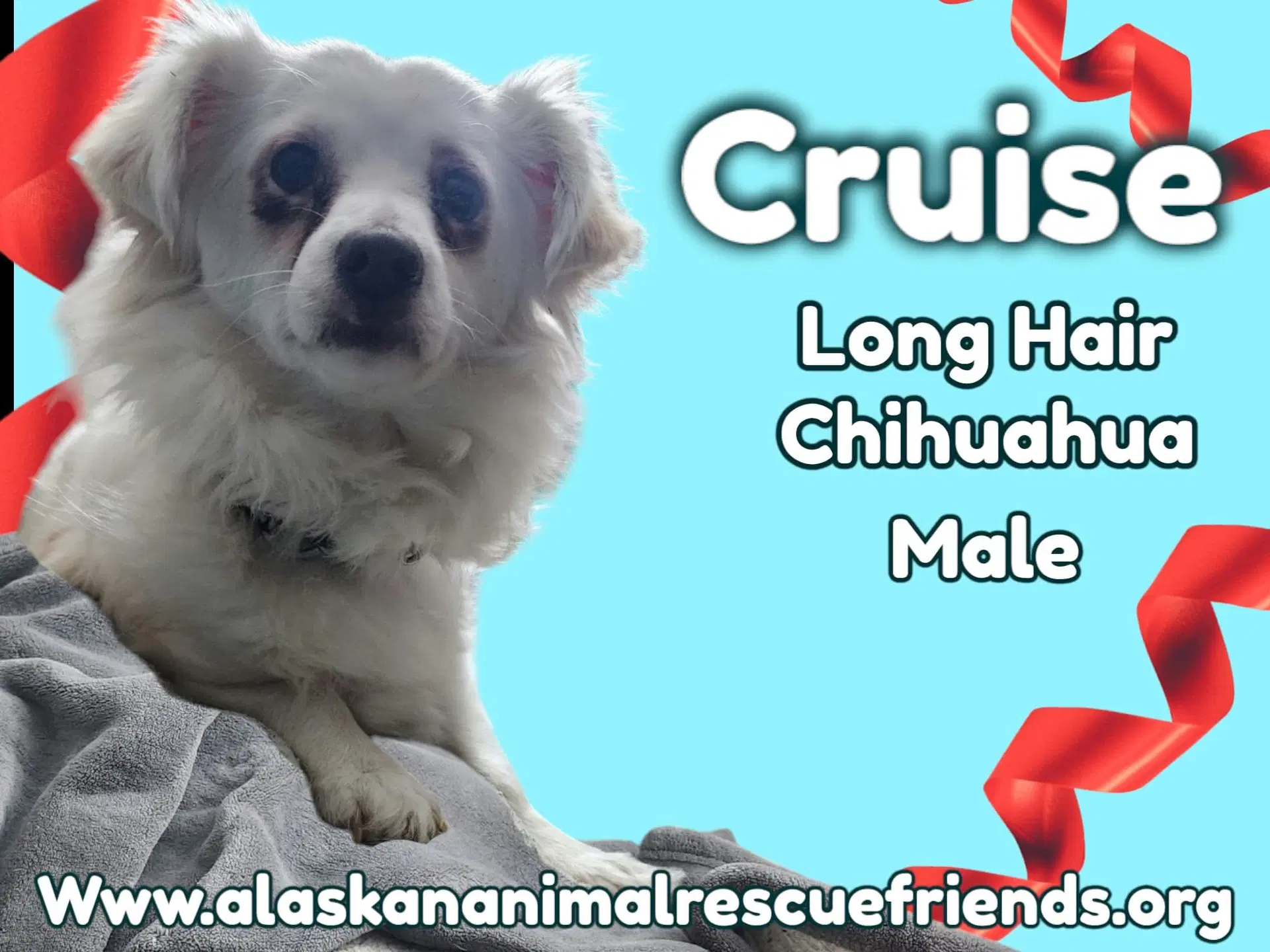 Cruz - Chihuahua
