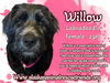 Willow