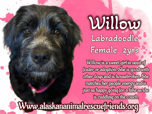 Willow