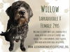 Willow
