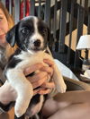 Willow's Litter - Oreo