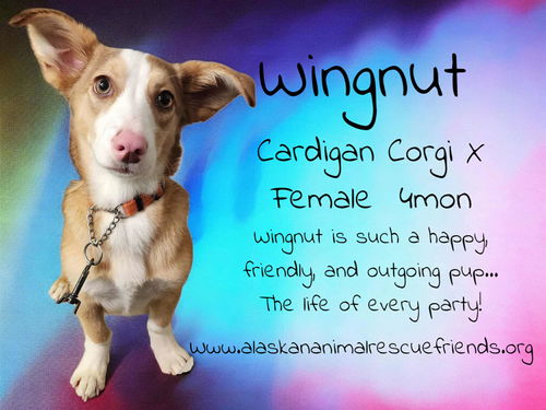 Wingnut