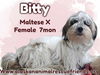 Bitty