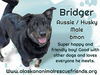 Bridger