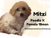 Mitzie