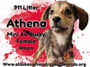 911 - Athena