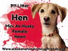 911 - Hen