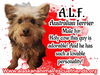 Alf