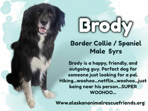 Brody