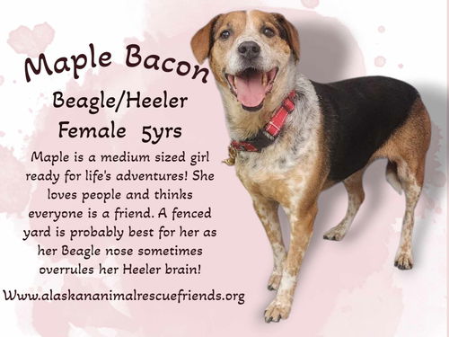 Maple Bacon