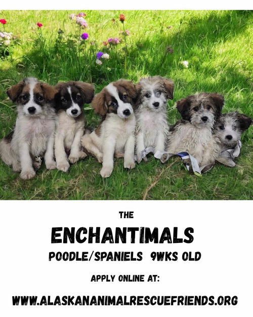 The Enchanimals
