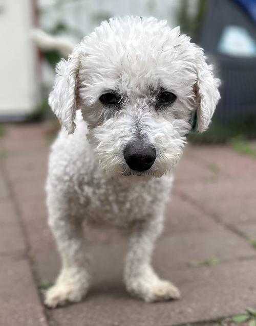 Olaf
