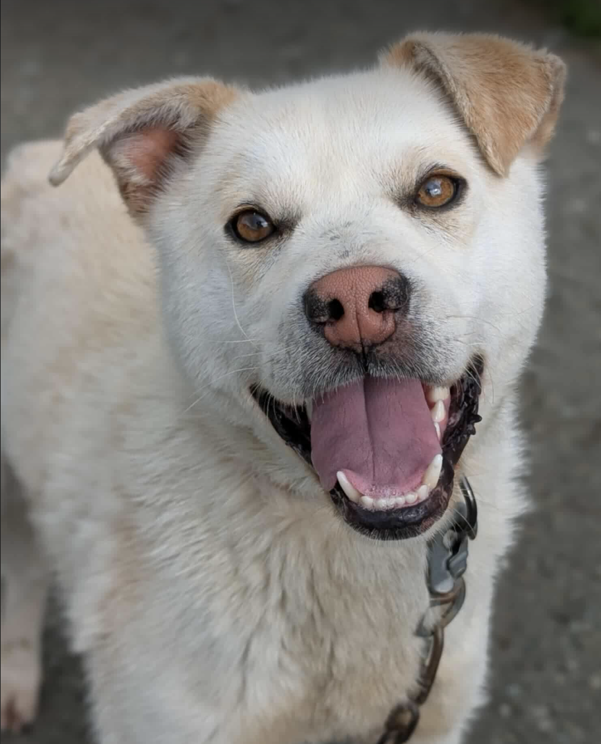 adoptable Dog in Anchorage, AK named Mellow