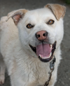 adoptable Dog in , AK named Mellow