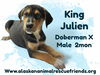 King Julien Litter - Julien