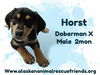 adoptable Dog in , AK named King Julien Litter - Horst