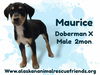King Julien Litter - Maurice
