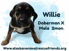 King Julien Litter - Willie
