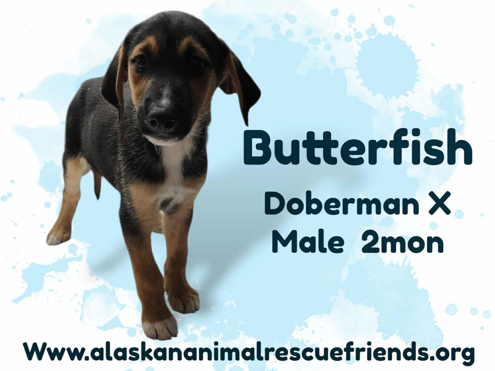 adoptable Dog in Anchorage, AK named King Julien Litter - Butterfish