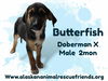 adoptable Dog in , AK named King Julien Litter - Butterfish