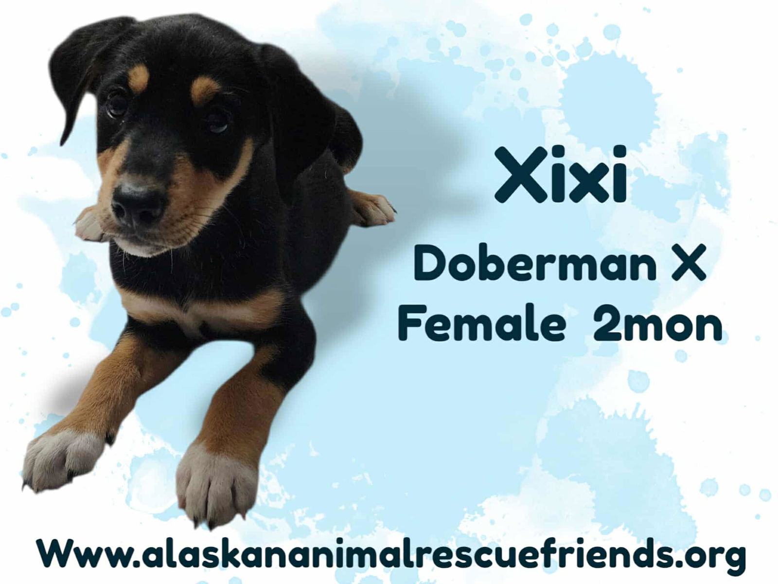 adoptable Dog in Anchorage, AK named King Julien Litter - Xixi